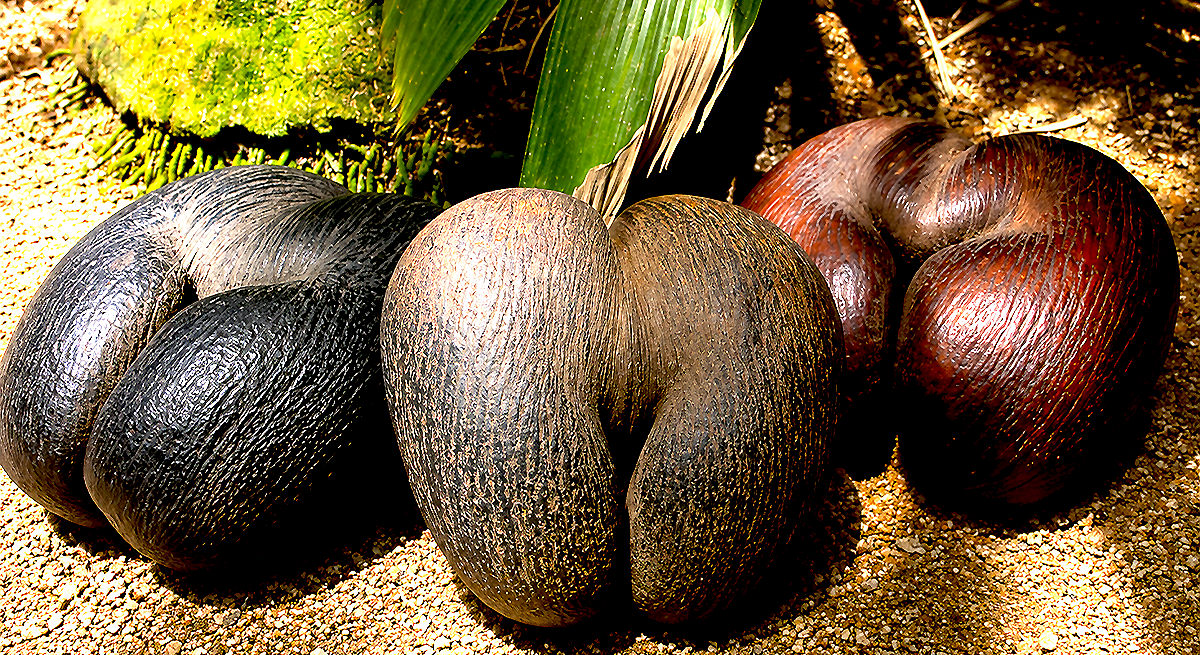 Seychelles