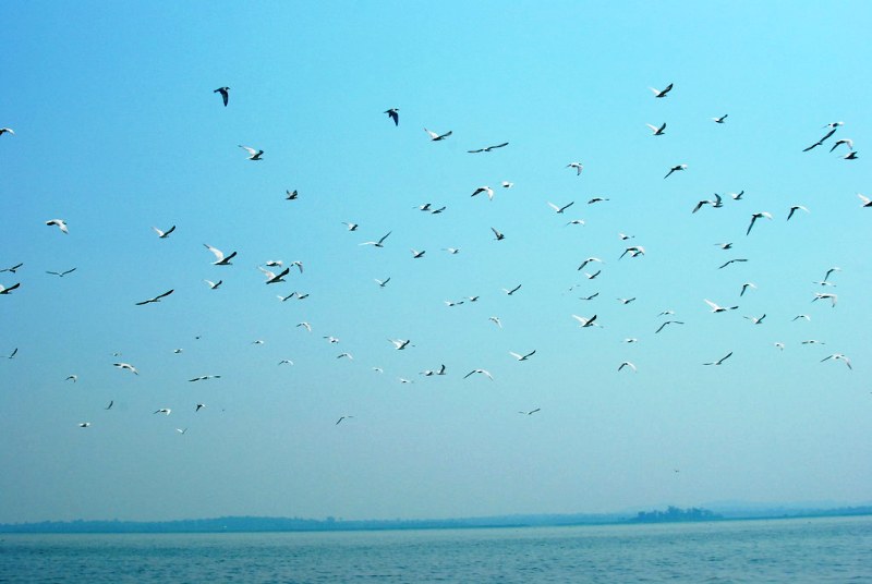 Lake_Victoria_Birds